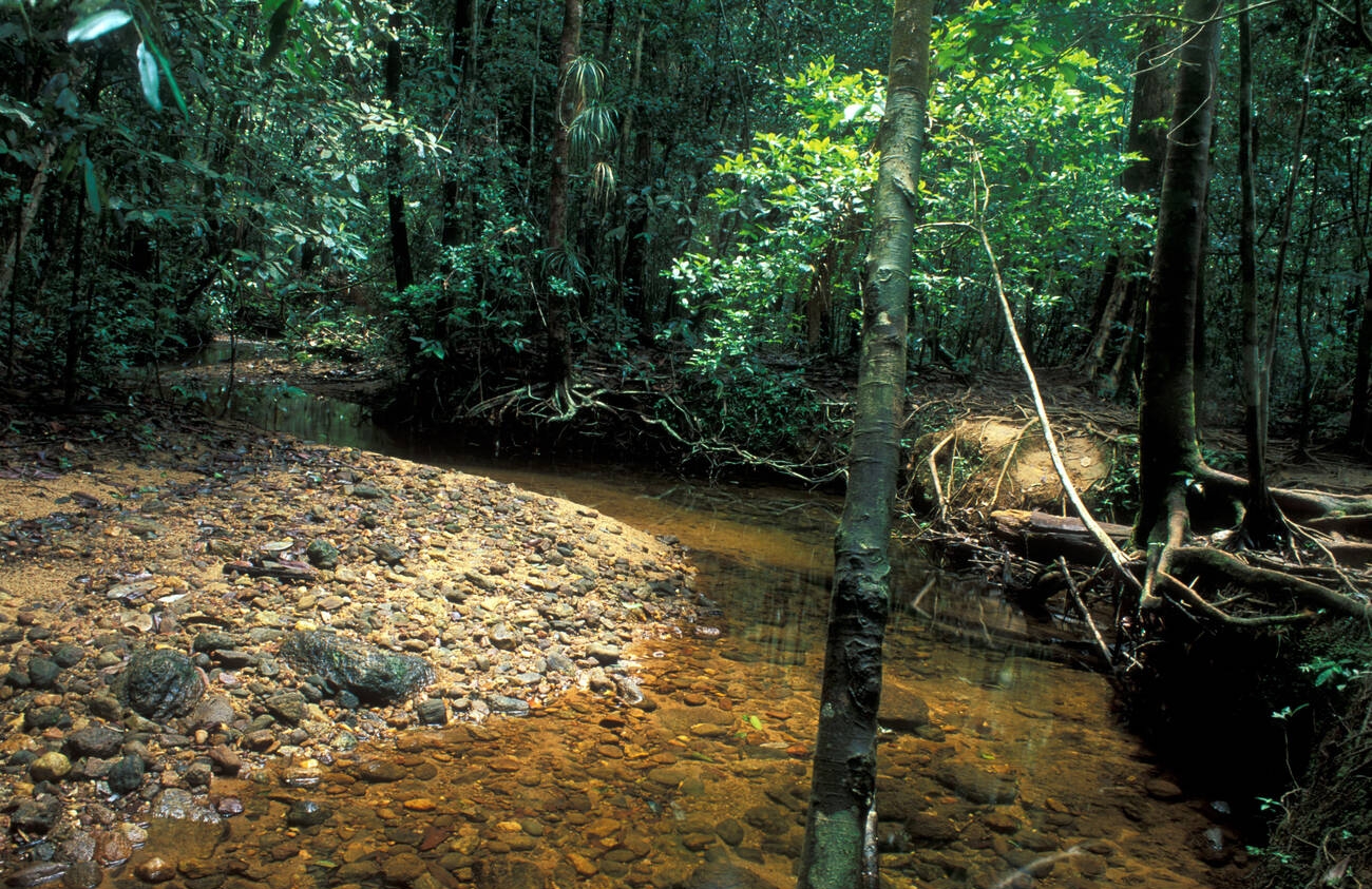 Rainforest